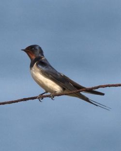 Swallow photographed at Fort Hommet [HOM] on 13/4/2012. Photo: &copy; Cindy  Carre