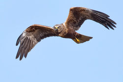 Marsh Harrier photographed at Claire Mare [CLA] on 12/4/2012. Photo: &copy; Paul Hillion