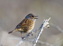 Dunnock photographed at Port Soif [SOI] on 16/4/2012. Photo: &copy; Allan Phillips