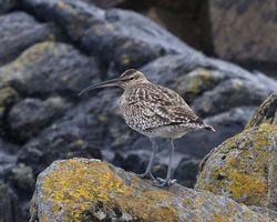 Whimbrel photographed at Pulias [PUL] on 24/4/2012. Photo: &copy; Cindy  Carre