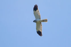 Hen Harrier photographed at Pleinmont [PLE] on 2/5/2012. Photo: &copy; Chris Bale