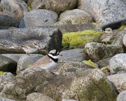 Ringed Plover photographed at Select location on 25/5/2012. Photo: &copy; Cindy  Carre