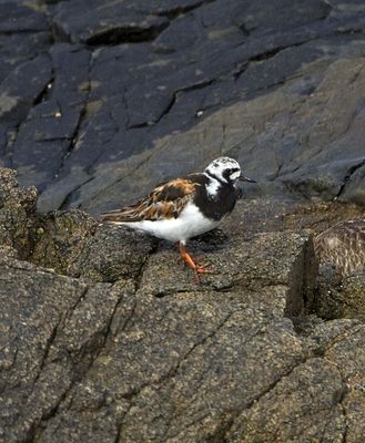 Turnstone photographed at Fort Le Crocq [FLC] on 30/7/2012. Photo: &copy; Mike Cunningham