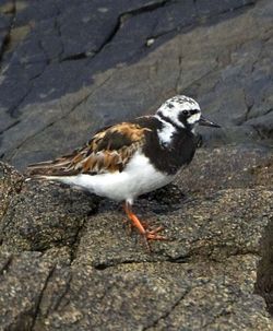 Turnstone photographed at Fort Le Crocq [FLC] on 30/7/2012. Photo: &copy; Mike Cunningham