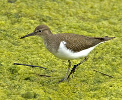Common Sandpiper photographed at Vale Pond [VAL] on 14/8/2012. Photo: &copy; Mike Cunningham
