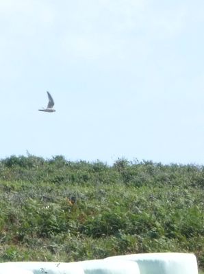 Hobby photographed at Pleinmont [PLE] on 26/8/2012. Photo: &copy; Mark Guppy