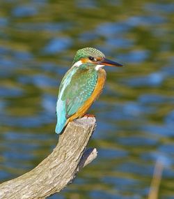 Kingfisher photographed at Vale Pond [VAL] on 30/8/2012. Photo: &copy; Royston Carré