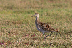Ruff photographed at Colin Best NR [CNR] on 1/9/2012. Photo: &copy; Rod Ferbrache