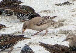 Rose-coloured Starling photographed at Jaonneuse [JAO] on 2/9/2012. Photo: &copy; Mark Guppy