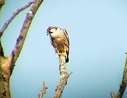 Hobby photographed at Rue de la Boullerie [BIL] on 7/8/2004. Photo: &copy; Wayne Turner