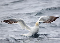 Gannet photographed at Pelagic [PEL] on 16/9/2012. Photo: &copy; David Spicer