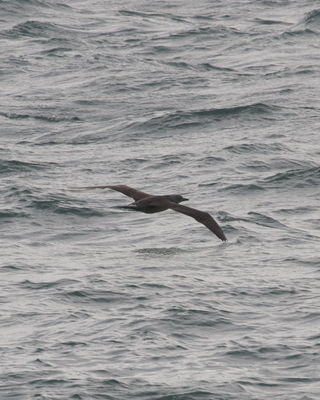 Gannet photographed at Fort Doyle on 18/10/2012. Photo: &copy; Cindy  Carre
