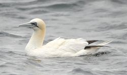 Gannet photographed at Pelagic [PEL] on 16/9/2012. Photo: &copy; Karen Jehan