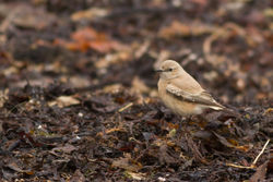 Desert Wheatear photographed at Richmond [RIC] on 6/12/2012. Photo: &copy; Rod Ferbrache