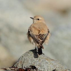Desert Wheatear photographed at Richmond [RIC] on 7/12/2012. Photo: &copy; Adrian Gidney