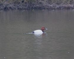 Pochard photographed at Reservoir [RES] on 7/1/2013. Photo: &copy; Cindy  Carre