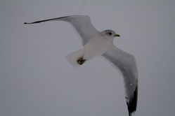 Common Gull photographed at Norfolk on 20/1/2013. Photo: &copy; Vic Froome