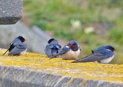 Swallow photographed at Reservoir [RES] on 25/3/2013. Photo: &copy; Tracey Henry