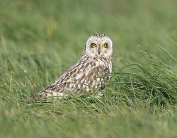 Short-eared Owl photographed at Pleinmont [PLE] on 15/4/2013. Photo: &copy; Royston Carré