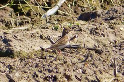 Short-toed Lark photographed at Rue des Bergers [BER] on 20/4/2013. Photo: &copy; Tracey Henry