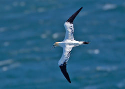 Gannet photographed at Jaonneuse [JAO] on 23/5/2013. Photo: &copy; Mike Cunningham