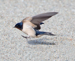 Swallow photographed at La Croix Martin on 23/5/2013. Photo: &copy; Mike Cunningham