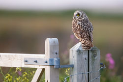 Short-eared Owl photographed at Pleinmont [PLE] on 18/5/2013. Photo: &copy; steve levrier
