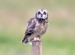 Short-eared Owl photographed at Colin Best NR [CNR] on 29/5/2013. Photo: &copy; Mike Cunningham