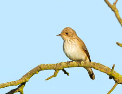 Spotted Flycatcher photographed at Fort Saumarez [FSA] on 31/5/2013. Photo: &copy; Anthony Loaring