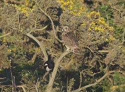 Short-eared Owl photographed at Colin Best NR [CNR] on 3/6/2013. Photo: &copy; Royston Carré