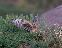 Hen Harrier photographed at Pleinmont [PLE] on 15/8/2013. Photo: &copy; Vic Froome
