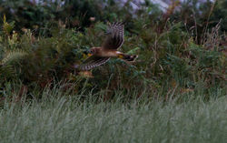 Hen Harrier photographed at Pleinmont [PLE] on 17/8/2013. Photo: &copy; Dan Scott