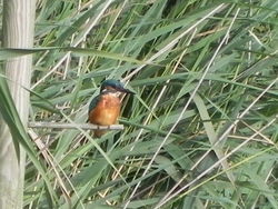 Kingfisher photographed at Rue des Bergers [BER] on 18/8/2013. Photo: &copy; Tony Bisson
