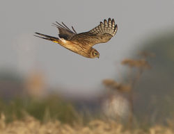 Hen Harrier photographed at Pleinmont [PLE] on 22/8/2013. Photo: &copy; Mike Cunningham