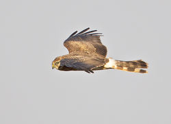 Hen Harrier photographed at Pleinmont [PLE] on 22/8/2013. Photo: &copy; Mike Cunningham