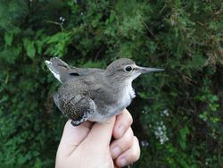 Common Sandpiper photographed at Claire Mare [CLA] on 29/8/2013. Photo: &copy; Michelle Hooper