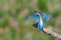 Kingfisher photographed at Reservoir [RES] on 31/8/2013. Photo: &copy; steve levrier