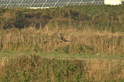 Hen Harrier photographed at Pleinmont [PLE] on 3/9/2013. Photo: &copy; Jay Friend