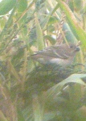 Common Rosefinch photographed at Pleinmont [PLE] on 22/9/2013. Photo: &copy; Mark Guppy