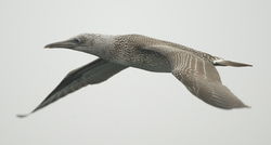 Gannet photographed at Pelagic [PEL] on 28/9/2013. Photo: &copy; Karen Jehan