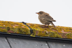Rose-coloured Starling photographed at Claire Mare [CLA] on 1/10/2013. Photo: &copy; Chris Bale