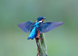 Kingfisher photographed at Rue des Bergers [BER] on 2/10/2013. Photo: &copy; Mike Cunningham