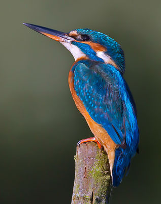 Kingfisher photographed at Rue des Bergers [BER] on 8/10/2013. Photo: &copy; Mike Cunningham