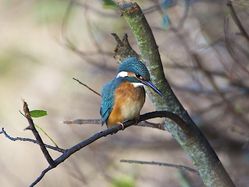 Kingfisher photographed at Rue des Bergers [BER] on 23/10/2013. Photo: &copy; Royston Carré
