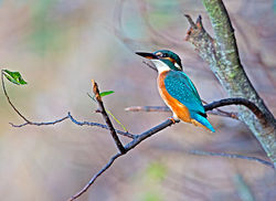 Kingfisher photographed at Rue des Bergers [BER] on 23/10/2013. Photo: &copy; Mike Cunningham