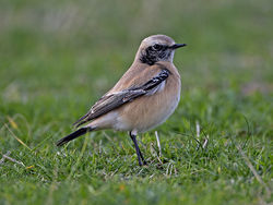 Desert Wheatear photographed at L'Ancresse [LAN] on 19/11/2013. Photo: &copy; Mike Cunningham