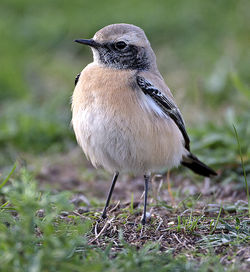 Desert Wheatear photographed at L'Ancresse [LAN] on 19/11/2013. Photo: &copy; Mike Cunningham