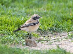 Desert Wheatear photographed at Lancresse on 19/11/2013. Photo: &copy; Royston Carré