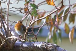 Robin photographed at St Martin (Parish) on 22/11/2013. Photo: &copy; Jay Friend