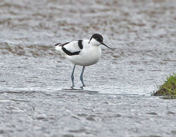 Avocet photographed at Colin Best NR [CNR] on 21/11/2013. Photo: &copy; Mike Cunningham